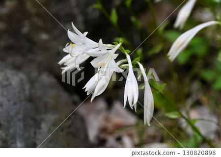 Tsushima hosta, a beautiful plant with white flower inflorescences that grows only on Tsushima Island Tsushima hosta, a beautiful plant with white flower inflorescences that grows only on Tsushima Island 130820898