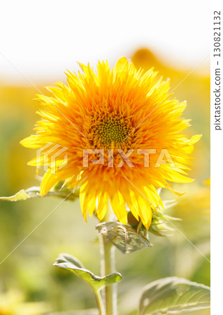 Sunflower Sunflower 130821132