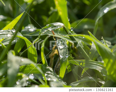 Dewy field plants Dewy field plants 130821161
