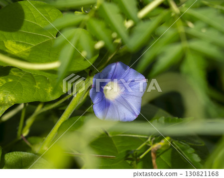 Morning glory flowers blooming in the field 130821168