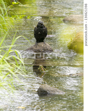 一隻烏鴉站在溪流中的一塊石頭上 130821398