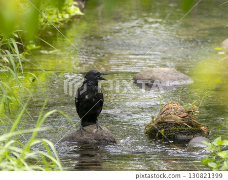 一隻烏鴉站在溪流中的一塊石頭上 一隻烏鴉站在溪流中的一塊石頭上 130821399