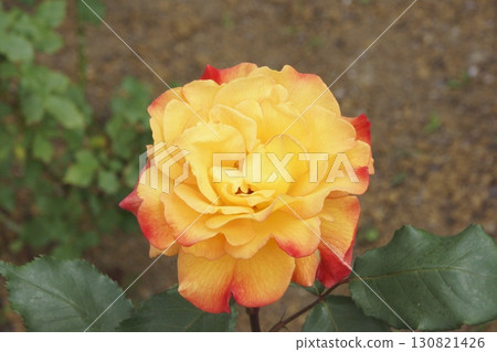 rose	 130821426