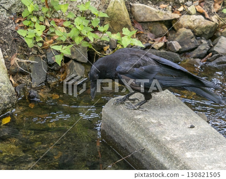一隻烏鴉凝視著溪流的表面 130821505