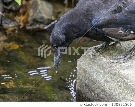 一隻烏鴉凝視著溪流的表面 130821506