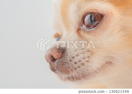 Chihuahua dog of white and red color on a gray background. Chihuahua dog of white and red color on a gray background. 130821549