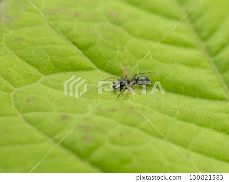 Myrmarachne on the leaves Myrmarachne on the leaves 130821583