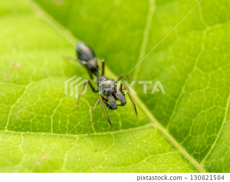 Myrmarachne on the leaves Myrmarachne on the leaves 130821584