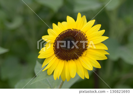 sunflower sunflower 130821693