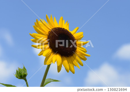 sunflower	 130821694