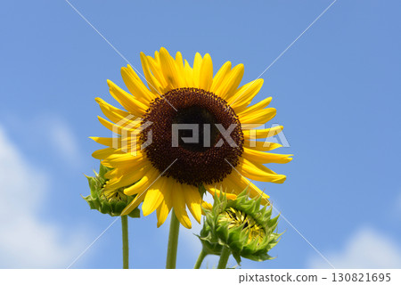 sunflower	 130821695