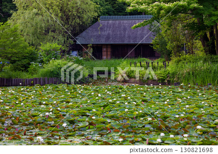 Water lilies blooming in the pond and old houses at Nakamachidai Seseragi Park in Kohoku New Town Water lilies blooming in the pond and old houses at Nakamachidai Seseragi Park in Kohoku New Town 130821698