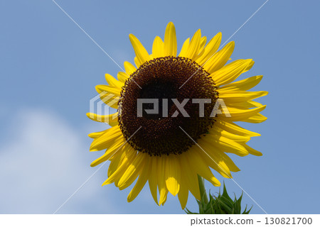 向日葵 130821700