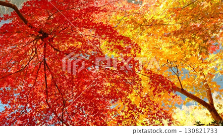 Image of autumn and yellow leaves along the Uji River Image of autumn and yellow leaves along the Uji River 130821733