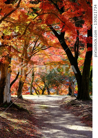Image of an autumn path along the Uji River Image of an autumn path along the Uji River 130821734