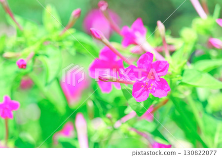 Mirabilis 2 basking in the early morning summer sunshine 130822077