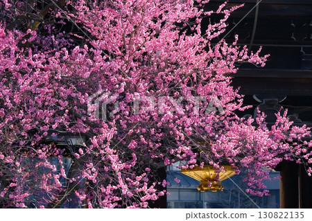 京都興聖寺的山門和紅梅 130822135