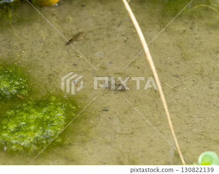 Dragonfly nymphs hiding in the water of a rice paddy Dragonfly nymphs hiding in the water of a rice paddy 130822139