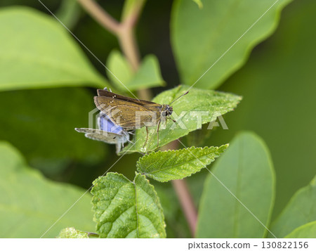 Ichimonjisesseri 棲息在樹葉上 130822156