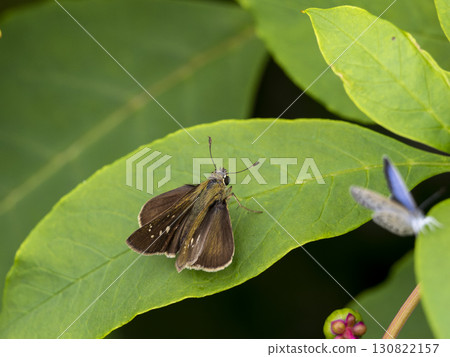 Ichimonjisesseri 棲息在樹葉上 130822157