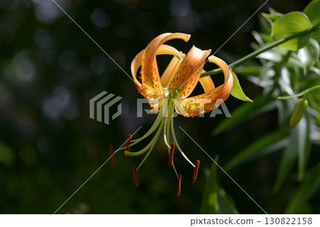 鹿子百合 130822158