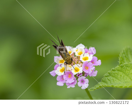 A skipper butterfly drinking nectar from a lantana A skipper butterfly drinking nectar from a lantana 130822172