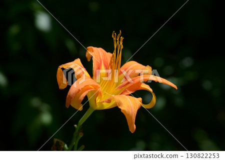 Yabukanzou Yabukanzou 130822253