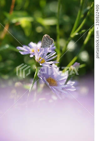 Yuzen chrysanthemums and lycaenid butterflies Yuzen chrysanthemums and lycaenid butterflies 130822400