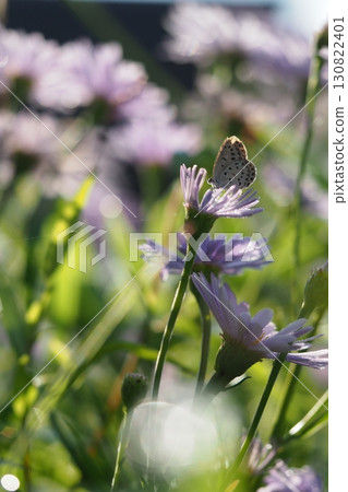 Yuzen chrysanthemums and lycaenid butterflies Yuzen chrysanthemums and lycaenid butterflies 130822401