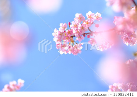Image of Kawazu cherry blossoms in early spring 130822411