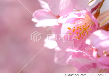 Image of Kawazu cherry blossoms in early spring Image of Kawazu cherry blossoms in early spring 130822416