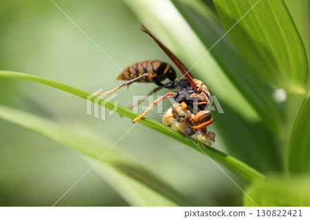 馬蜂狩獵 130822421