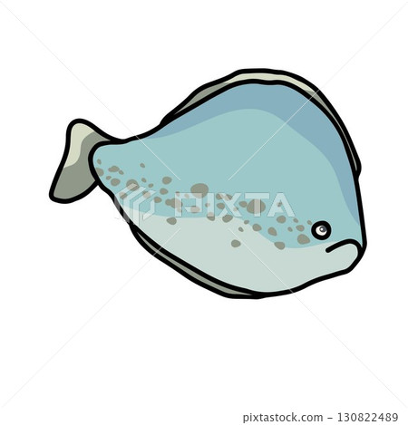 flounder fish outline color vector illustration flounder fish outline color vector illustration 130822489