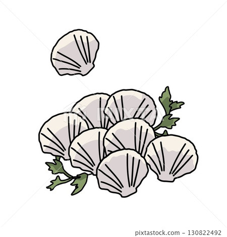 some raw scallops outline color vector illustration some raw scallops outline color vector illustration 130822492