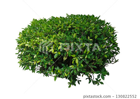Banyan tree shrub or Ficus annulata Blume Banyan tree shrub or Ficus annulata Blume 130822552