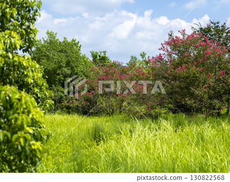 Crape myrtle flowers blooming in the field 130822568