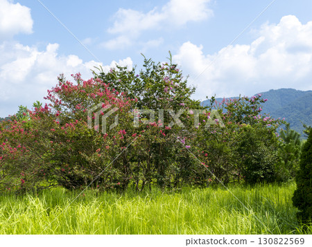 Crape myrtle flowers blooming in the field 130822569