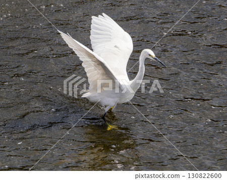 A little egret in the Inagawa River runs after a fish 130822600