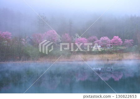 [晨霧與山櫻花] 晚春 [聖高原、仲卷湖] 130822653
