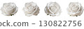 White Rose  130822756
