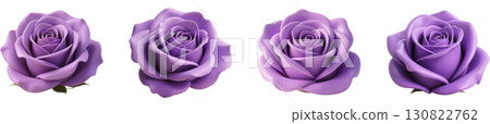Purple rose flower 130822762