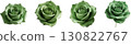 Rose of green 130822767