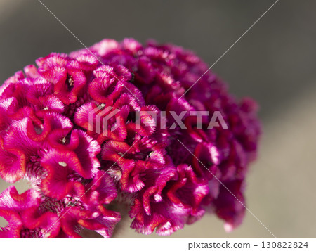 充滿活力的雞冠花的特寫 充滿活力的雞冠花的特寫 130822824