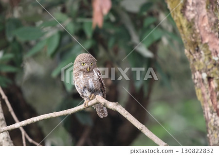Spiny owl Spiny owl 130822832