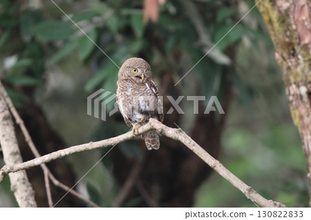 Spiny owl Spiny owl 130822833