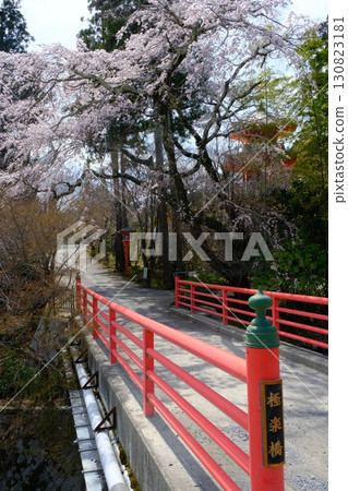 京都正法寺的垂枝櫻花和朱紅色橋樑 京都正法寺的垂枝櫻花和朱紅色橋樑 130823181