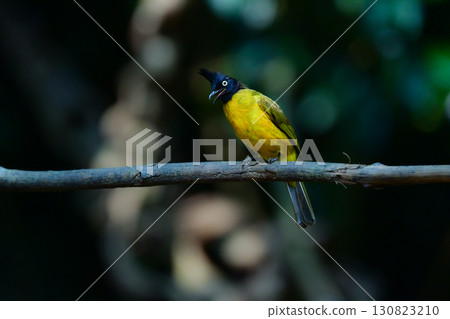 A beautiful yellow and black wild bird found in the tropical rainforests of Thailand, the Tufted Bulbul A beautiful yellow and black wild bird found in the tropical rainforests of Thailand, the Tufted Bulbul 130823210