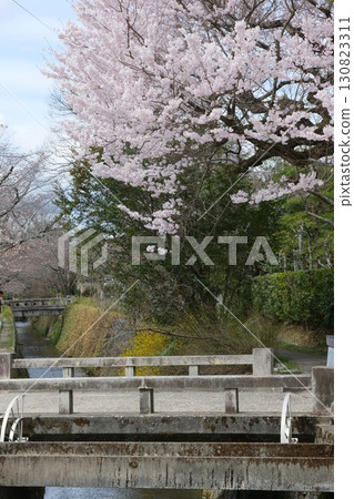 Philosopher's Path and Lake Biwa Canal in early spring 130823311