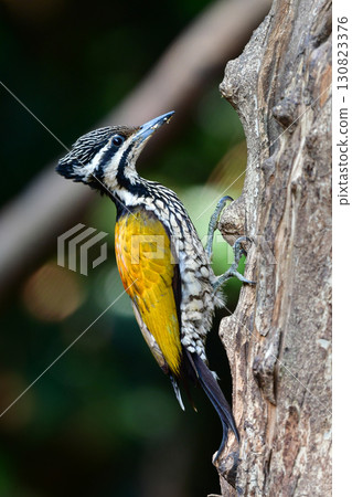 A beautiful yellow, red, and black woodpecker found in the tropical rainforests of Southeast Asia, the Red-toed Woodpecker A beautiful yellow, red, and black woodpecker found in the tropical rainforests of Southeast Asia, the Red-toed Woodpecker 130823376