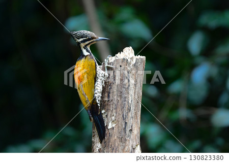 A beautiful yellow, red, and black woodpecker found in the tropical rainforests of Southeast Asia, the Red-toed Woodpecker 130823380